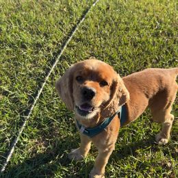 Archie - Cocker Spaniel