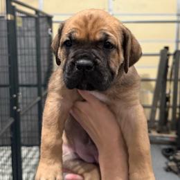 Ginger (Gingerbread) - Red female Cane Corso puppy in Utah from 3Lake Kennelz
