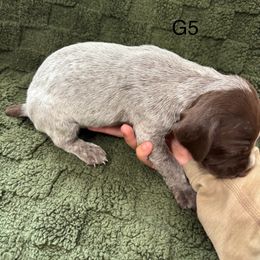German Shorthaired Pointer Puppies from Golden pointers