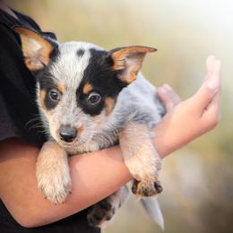 Australian Cattle Dog Puppies from Impact 3rd Australian Cattle Dogs