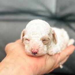 Sailor - Blenheim male Cavapoo puppy in Saint George, Utah from Fitzdoodles