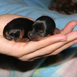 Zoe - Black and tan female Yorkshire Terrier puppy in Boston, Massachusetts from Little Yorkes of Boston