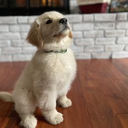 Golden Retriever Puppies from OPK Goldens