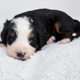 Nectar - Tri-color male Bernedoodle puppy in Fleming, Colorado from Vandenbark Doodles