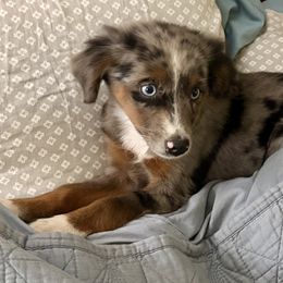 Clover - Blue merle female Miniature Australian Shepherd puppy in Nashville, Tennessee from Little B’s Aussies