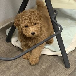 Cockapoo and Poodle Puppies from Top Shelf Toy Dogs