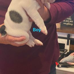 "Marshall is a male who loves to play and snuggle" French Bulldog Puppies from Herbert's Frenchies