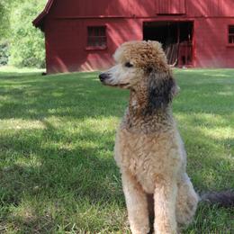Dixie - Poodle