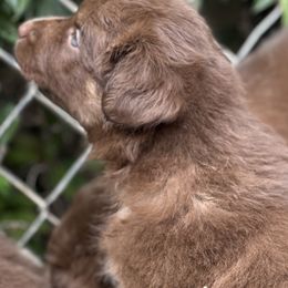 Boy 3 - Red tri-color Australian Shepherd puppy in Marshall, Virginia from Aussie Tales Farm