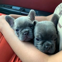 French Bulldogs from Premium Quality Frenchies