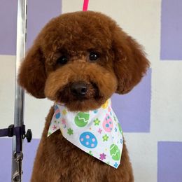 Meana - Goldendoodle