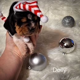 Dolly - Black brown and white female Basset Hound puppy in Mack's Creek, Missouri from Mack's Creek Basset Hounds