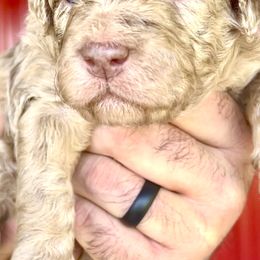 Aussiedoodle and Bernedoodle Puppies from LolliPop Farms