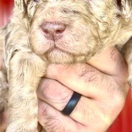 Aussiedoodle and Bernedoodle Puppies from LolliPop Farms
