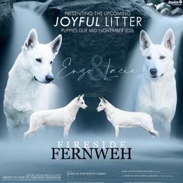 Berger Blanc Suisse puppies from Fireside Fernweh WSS & Kriegerseele GSD