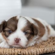Maltipoo, Shichon, and Shihpoo Puppies from Timbercreek Puppies