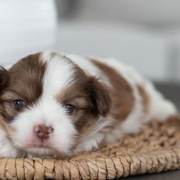 Maltipoo, Shichon, and Shihpoo Puppies from Timbercreek Puppies