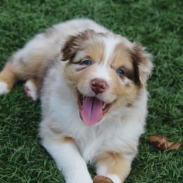 Australian Shepherd Puppies from Tru Blu Aussies