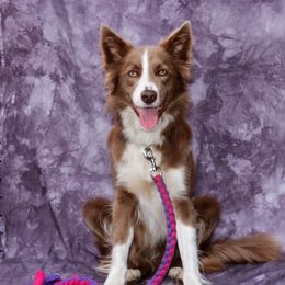 Chai - Border Collie