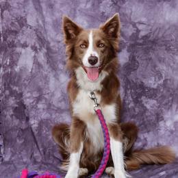 Chai - Border Collie