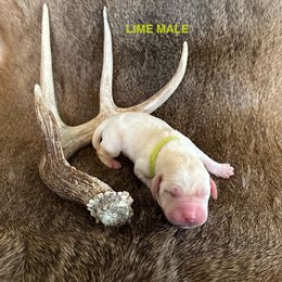 Labrador Retriever Puppies from TGO shed antler dogs