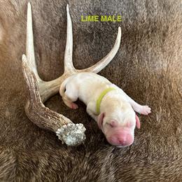 Labrador Retriever Puppies from TGO shed antler dogs