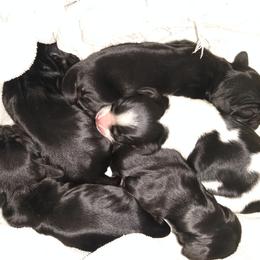Cocker Spaniel Puppies from Rolo's Blended Blessings
