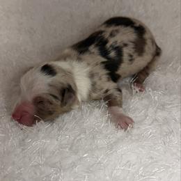 Gus - Red merle male Miniature Australian Shepherd puppy in Hillsville, Virginia from Lottie's Mini Aussies