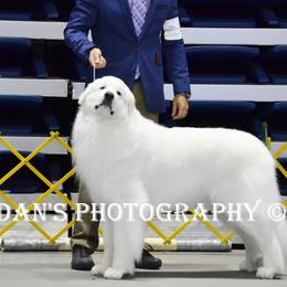 Great Pyrenees from Sue Blevens' Great Pyrenees