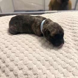 Girl 4 - female Perro de Presa Canario puppy in Raleigh, North Carolina from Kings Court Kennel
