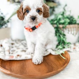Billy - Blenheim male Cavapoo puppy in Pleasant Grove, Utah from Destination Doodles