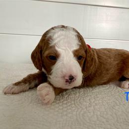 Tucker - Red  male Goldendoodle puppy in Stanford, Kentucky from Holloway Goldendoodles