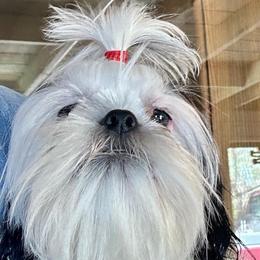Chewy - Black and white male Shih Tzu puppy in Victorville, California from Precioustzus