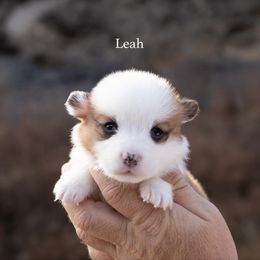 Leah - Red female Pembroke Welsh Corgi puppy in Manchester, Kentucky from Riverside Corgis