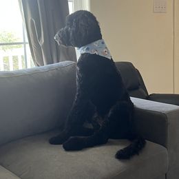 Bernedoodle and Poodle All Grown Up from Sweet Tea Kennels