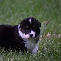 Boy 2 - Black tri-color male Australian Shepherd puppy in Pilot, Virginia from Obsidian Australian Shepherd