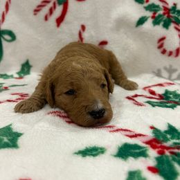 Biscuit- Apricot and White Male - Apricot male Goldendoodle puppy in Wickenburg, Arizona from Gentle Paw Goldendoodles