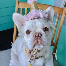 Dachshund and French Bulldog All Grown Up from TheFrenchieVille