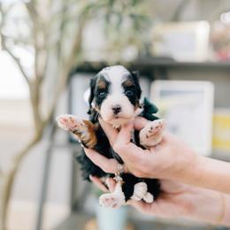 April - Tri-color female Bernedoodle puppy in Murray, Utah from Sun Valley Doodles