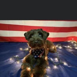 Nalo - Miniature Schnauzer