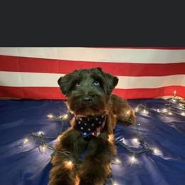 Nalo - Miniature Schnauzer
