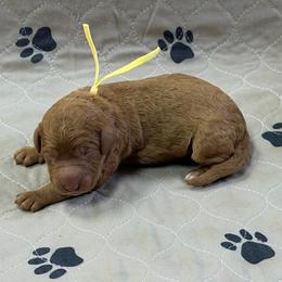 Yellow - Apricot female Goldendoodle puppy in Rockford, Ohio from 419 Goldendoodles