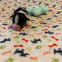 Bailey - Parti female Yorkshire Terrier puppy in Brandenburg, Kentucky from Lil Amazing Paws Yorkshire Terriers