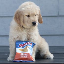 Australian Shepherd and Golden Retriever Puppies from Sterling Valleys Goldens and Aussies