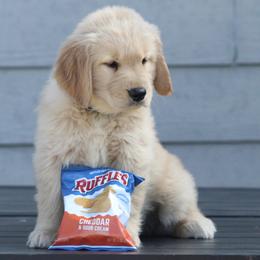 Australian Shepherd and Golden Retriever Puppies from Sterling Valleys Goldens and Aussies
