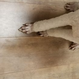 Reggie - Poodle