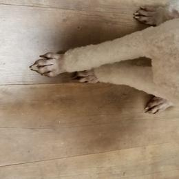 Reggie - Poodle