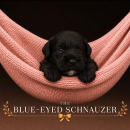 Celebrity - Black female Miniature Schnauzer puppy in Winter Haven, Florida from The Blue Eyed Schnauzer