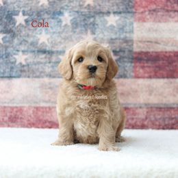 Cola - Apricot male Australian Labradoodle puppy in Hurricane, Utah from Red Desert Doodles