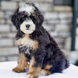 Trouble - Tri-color male Bernedoodle puppy in Dundee, Ohio from Down Home Doodle